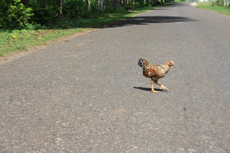 Image: Descubre el Misterio de Chicken Road, el Juego de Azar en España Online